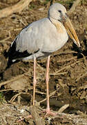 Asian Openbill