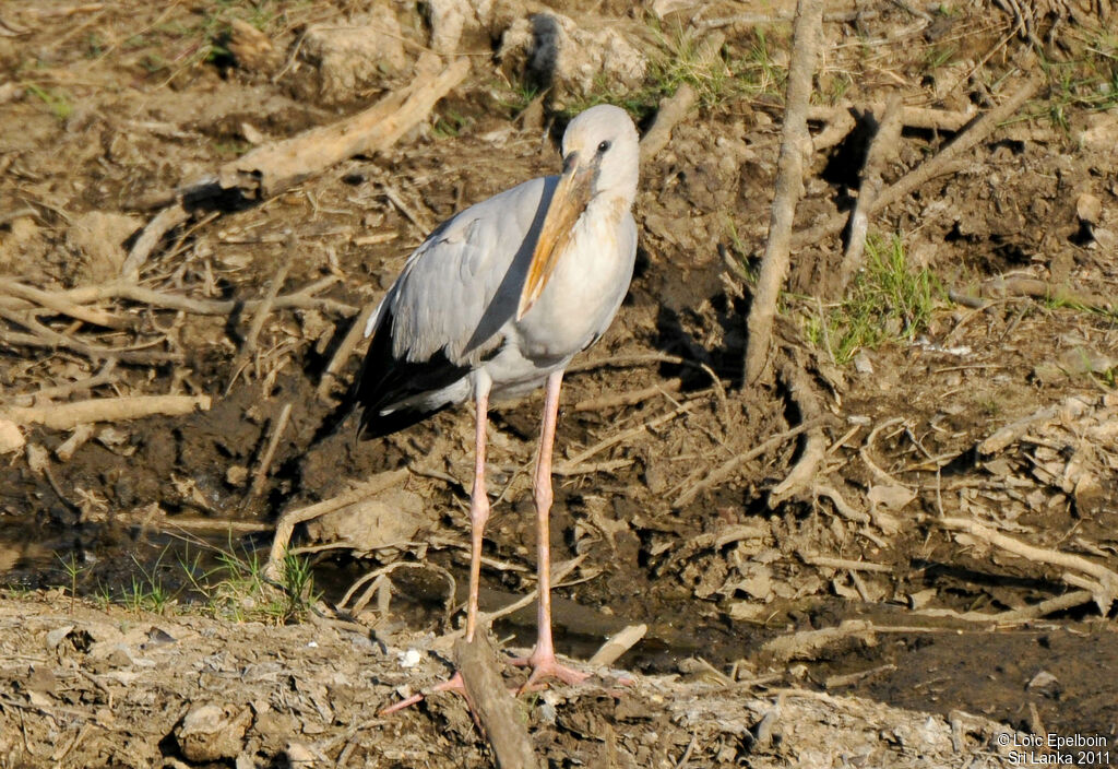 Asian Openbill