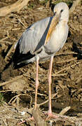 Asian Openbill