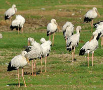 Asian Openbill