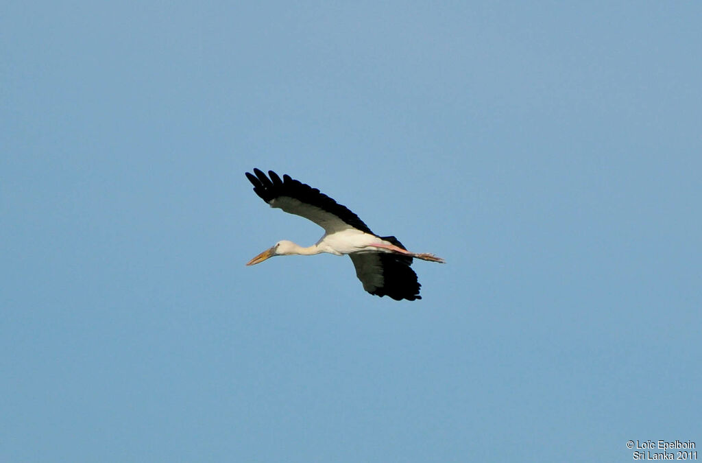 Asian Openbill