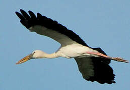 Asian Openbill