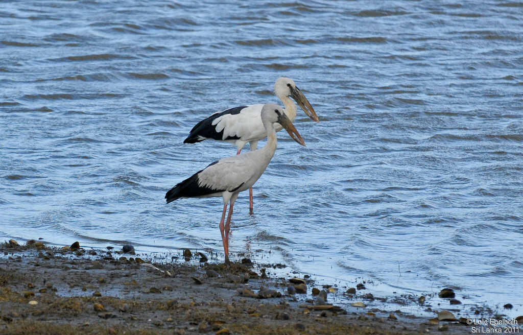 Asian Openbill