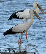 Asian Openbill