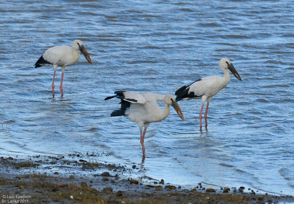 Asian Openbill