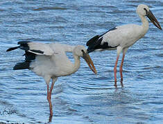 Asian Openbill