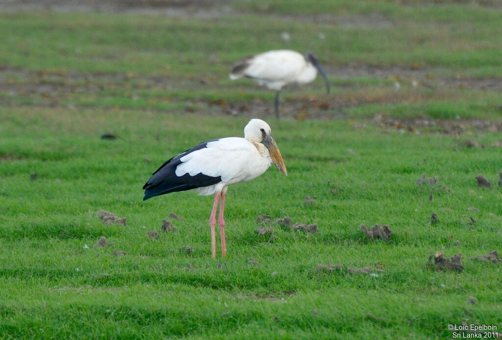 Asian Openbill