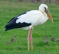 Asian Openbill