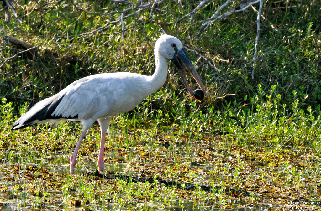 Asian Openbill