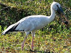 Asian Openbill