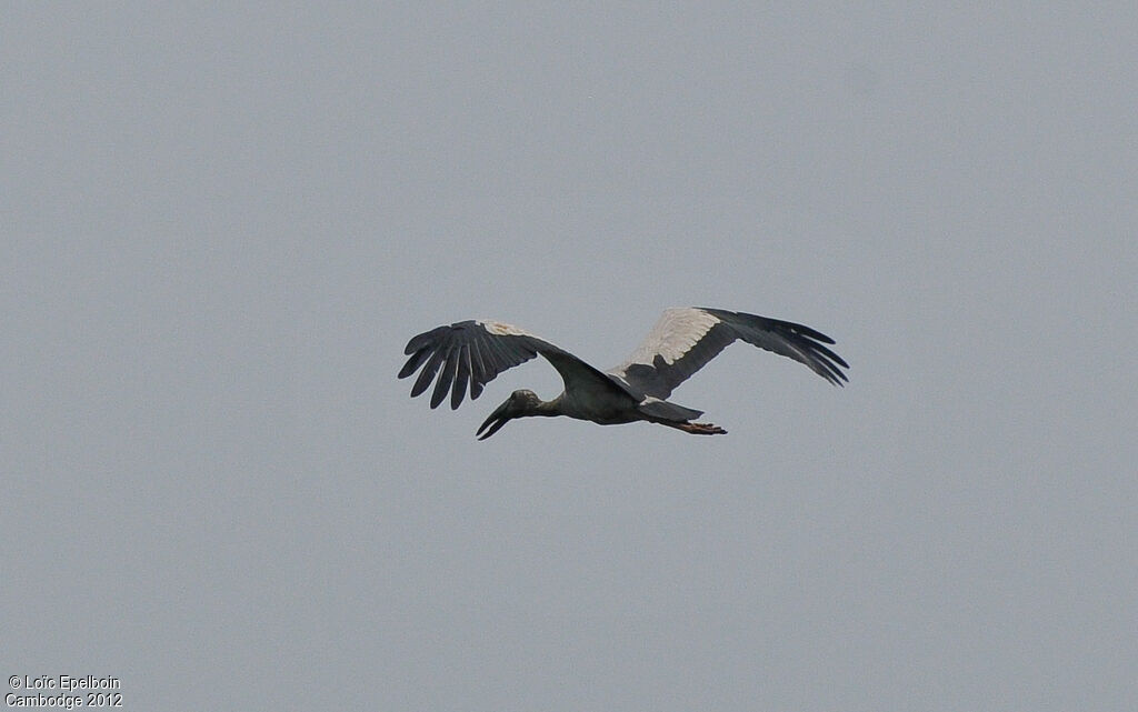 Asian Openbill