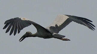 Asian Openbill