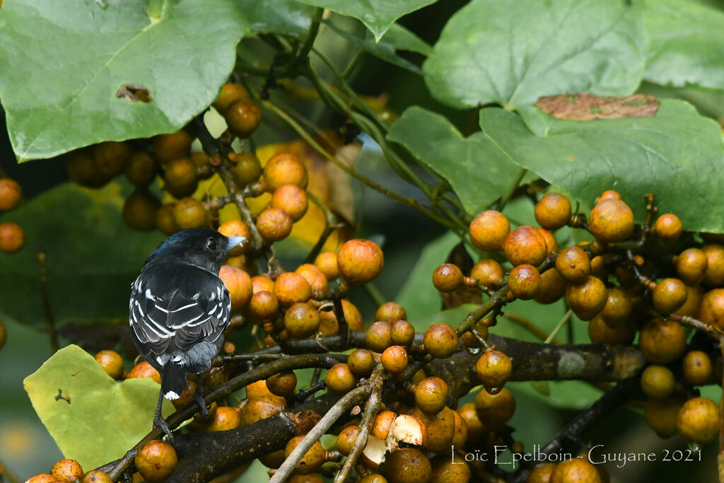 White-winged Becard