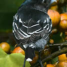Bécarde à ailes blanches