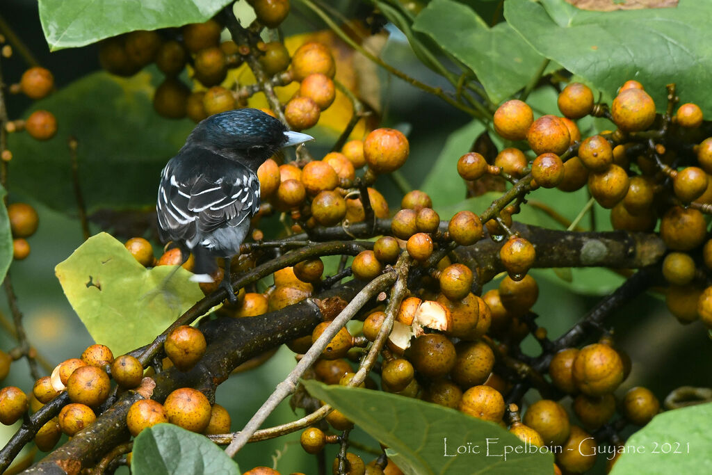 White-winged Becard