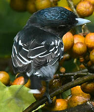 Bécarde à ailes blanches