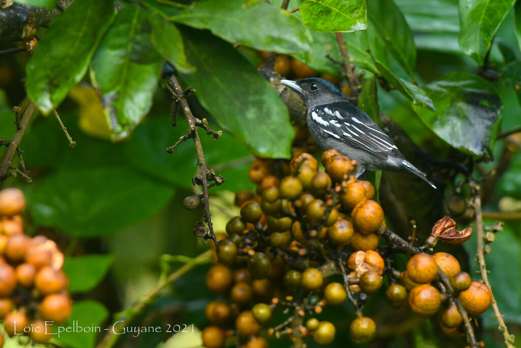 White-winged Becard