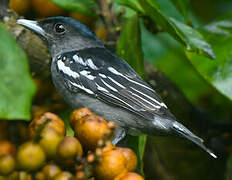 White-winged Becard