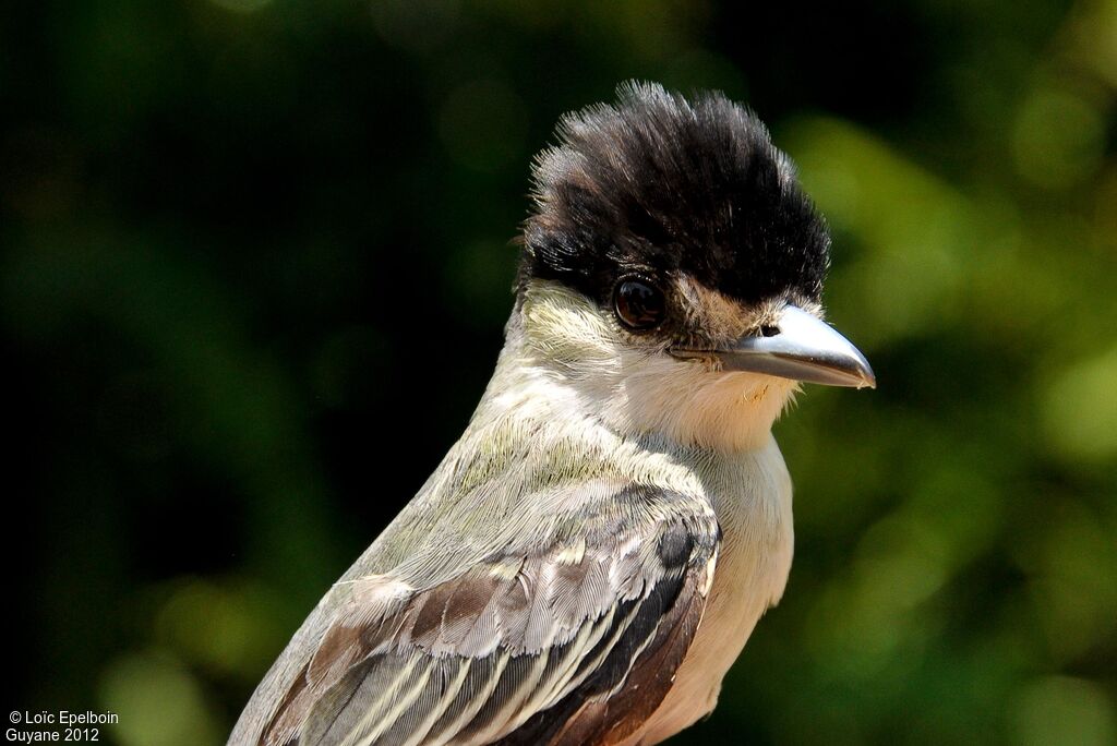 Cinereous Becard male adult