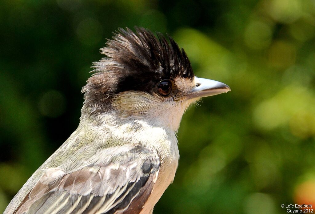 Cinereous Becard male adult