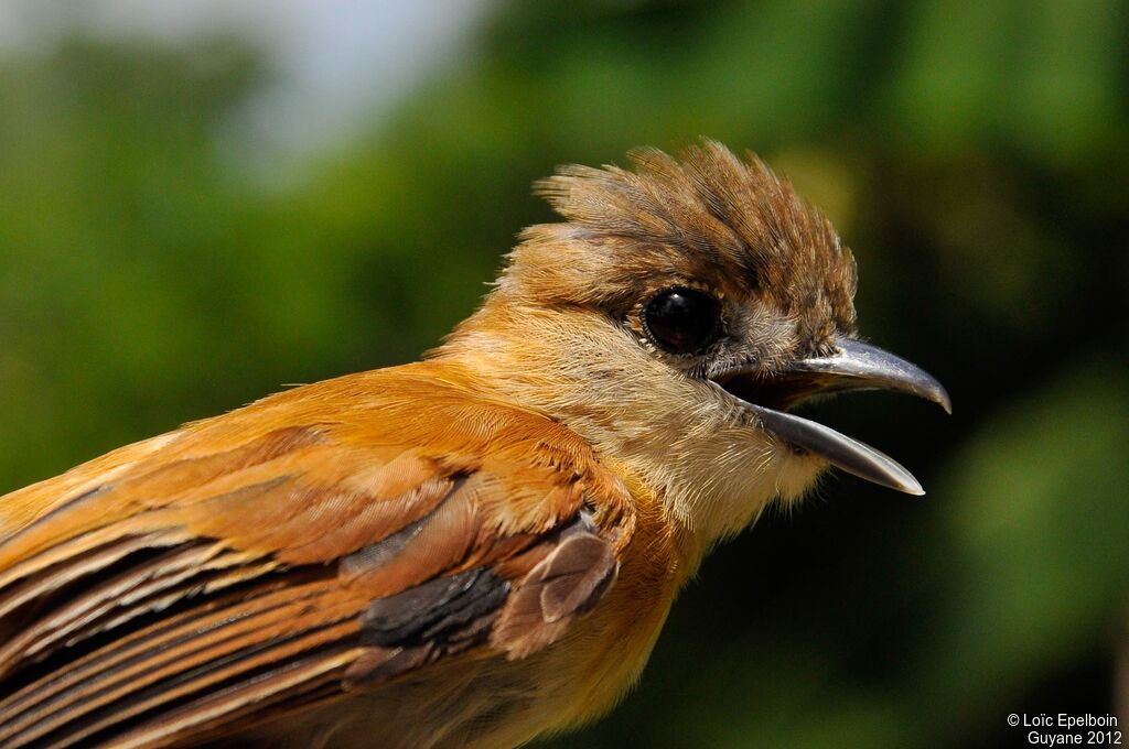 Cinereous Becard female adult