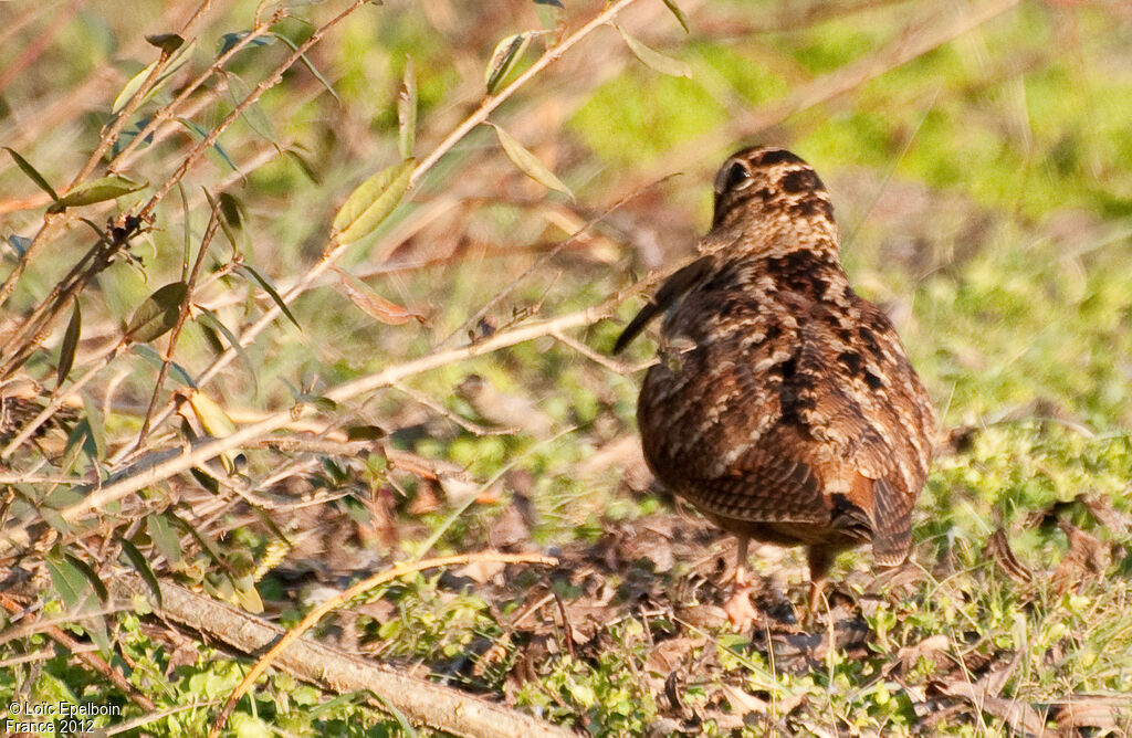 Eurasian Woodcock