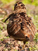 Eurasian Woodcock