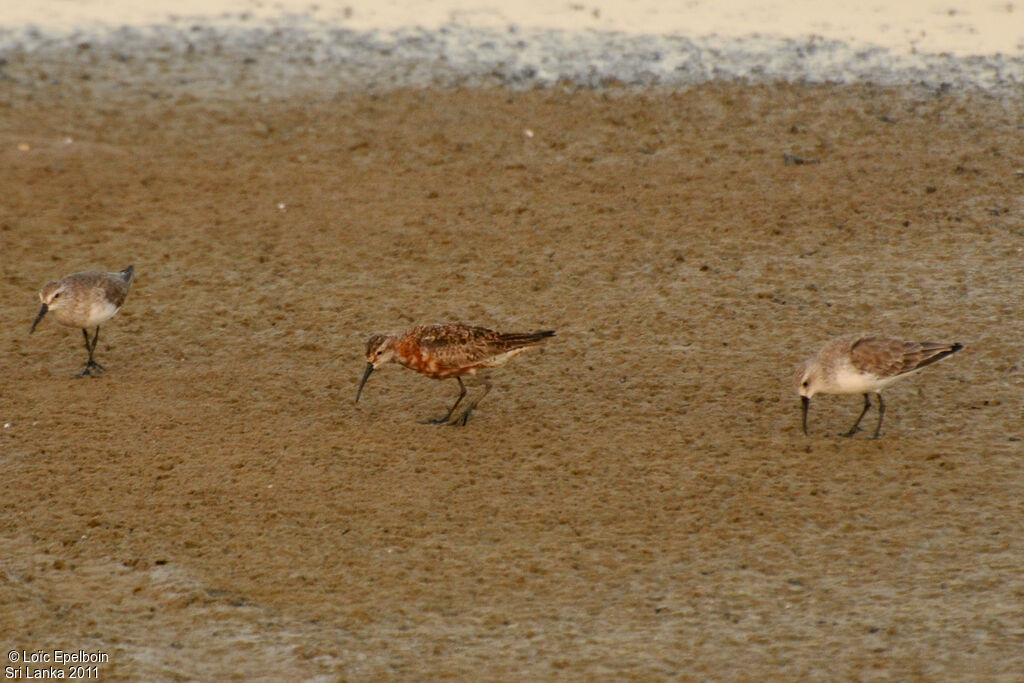 Curlew Sandpiper