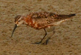 Curlew Sandpiper