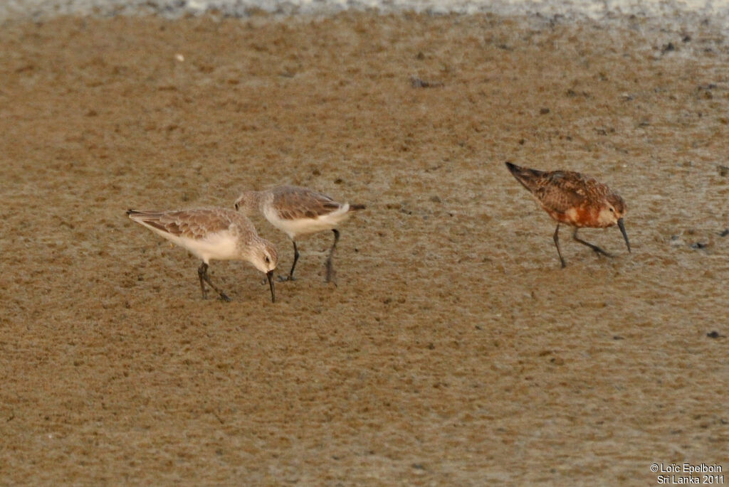 Curlew Sandpiper