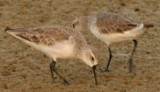 Curlew Sandpiper