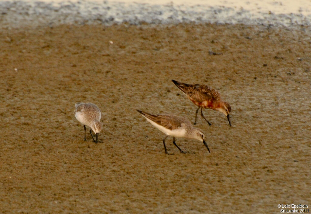 Curlew Sandpiper