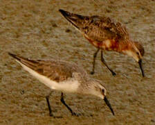 Curlew Sandpiper