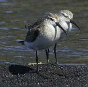 Curlew Sandpiper