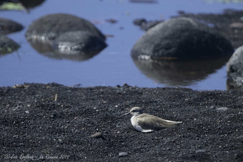 Curlew Sandpiper