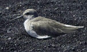 Curlew Sandpiper