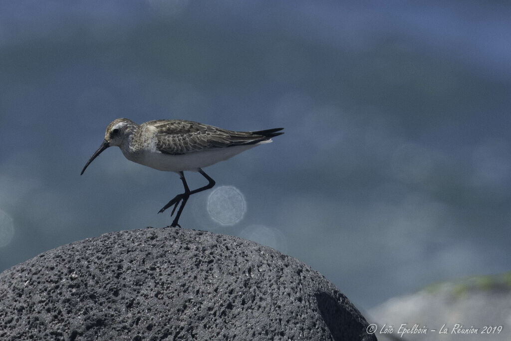 Curlew Sandpiper