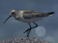 Curlew Sandpiper