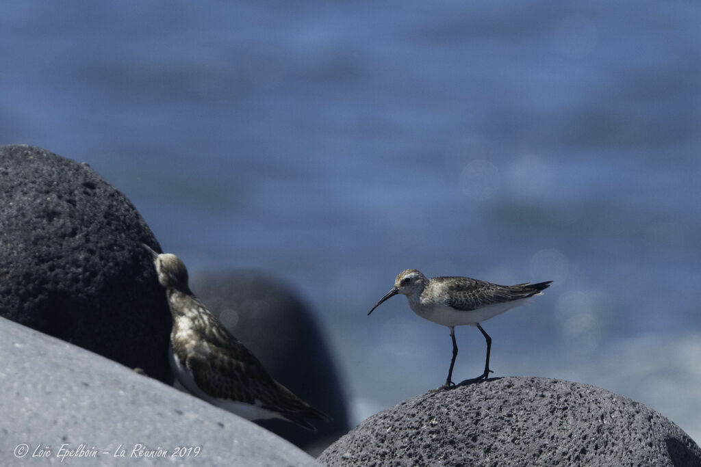 Curlew Sandpiper