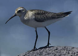 Curlew Sandpiper