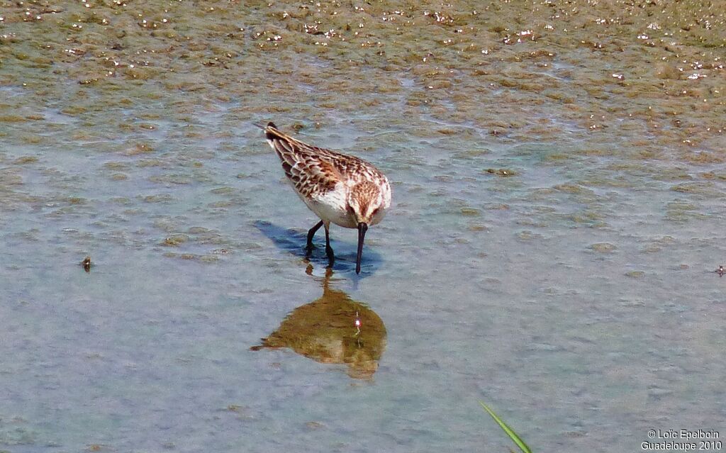 Western Sandpiper