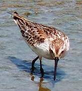 Western Sandpiper