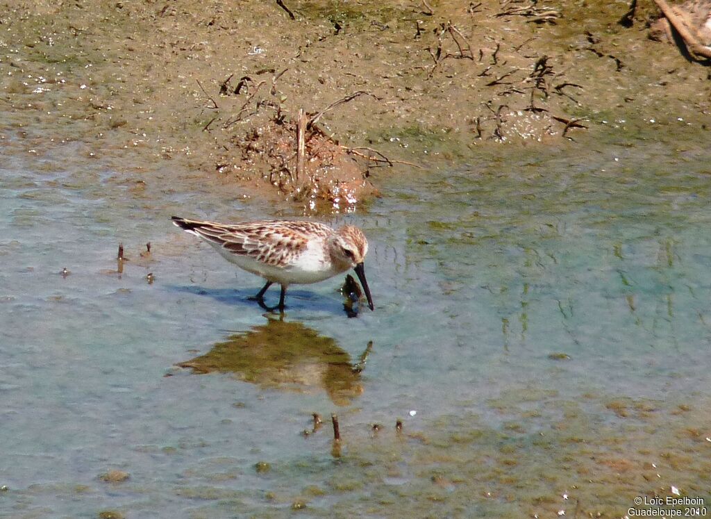 Western Sandpiper