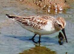 Western Sandpiper