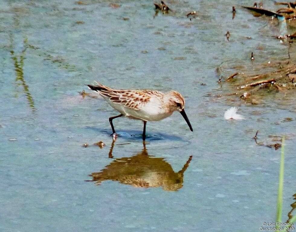 Western Sandpiper