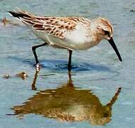 Western Sandpiper