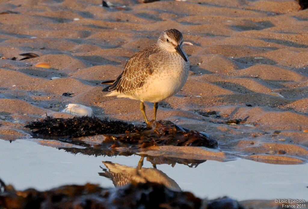 Red Knot