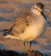 Red Knot