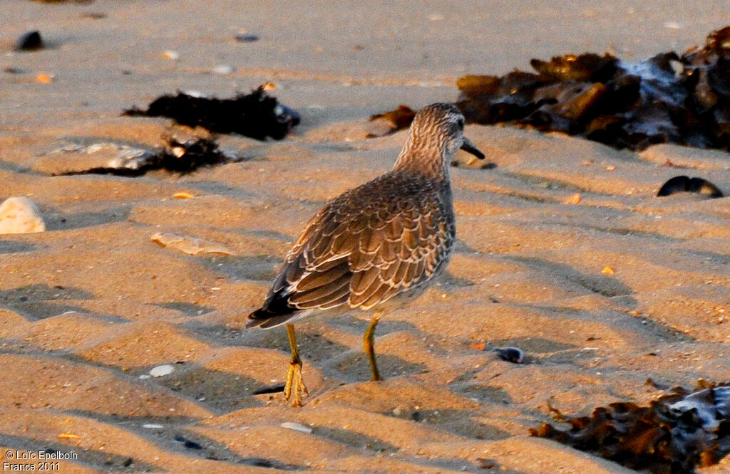 Red Knot