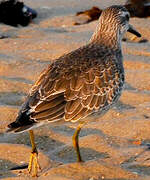 Red Knot